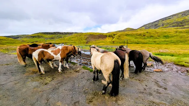 Iceland Golden Circle photo 4