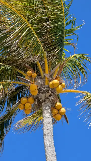 Mexico Cancún photo 58