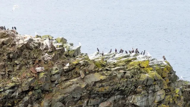 Newfoundland Elliston photo 3