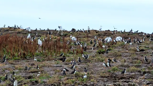 Newfoundland Elliston photo 5