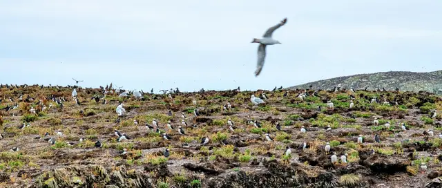 Newfoundland Elliston photo 6