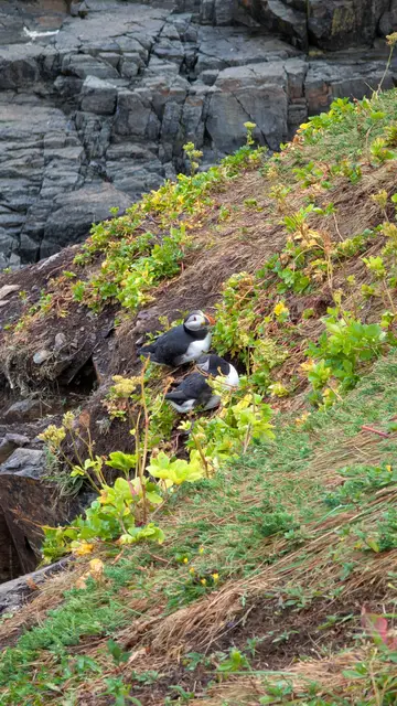 Newfoundland Elliston photo 7