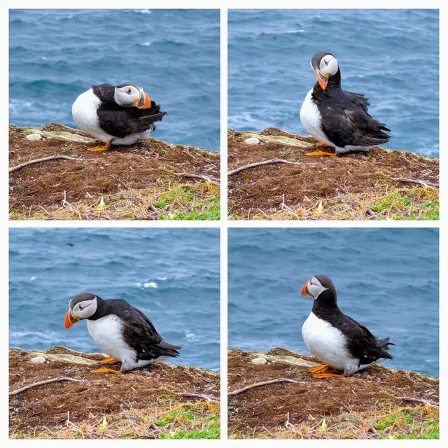 Newfoundland Elliston photo 12